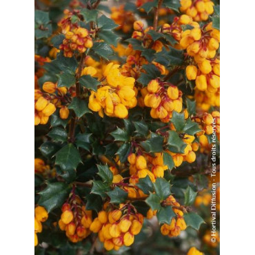 BERBERIS darwinii