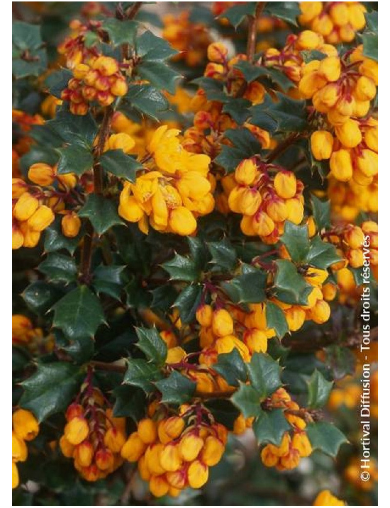 BERBERIS darwinii