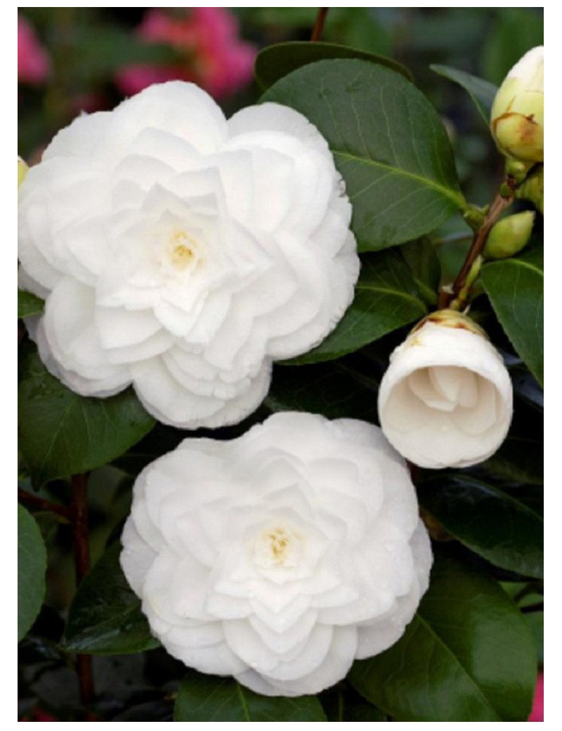 CAMELLIA japonica BLANC