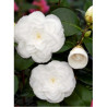 CAMELLIA japonica BLANC