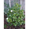 CAMELLIA japonica BLANC