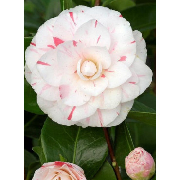 CAMELLIA japonica CONTESSA LAVINIA MAGGI