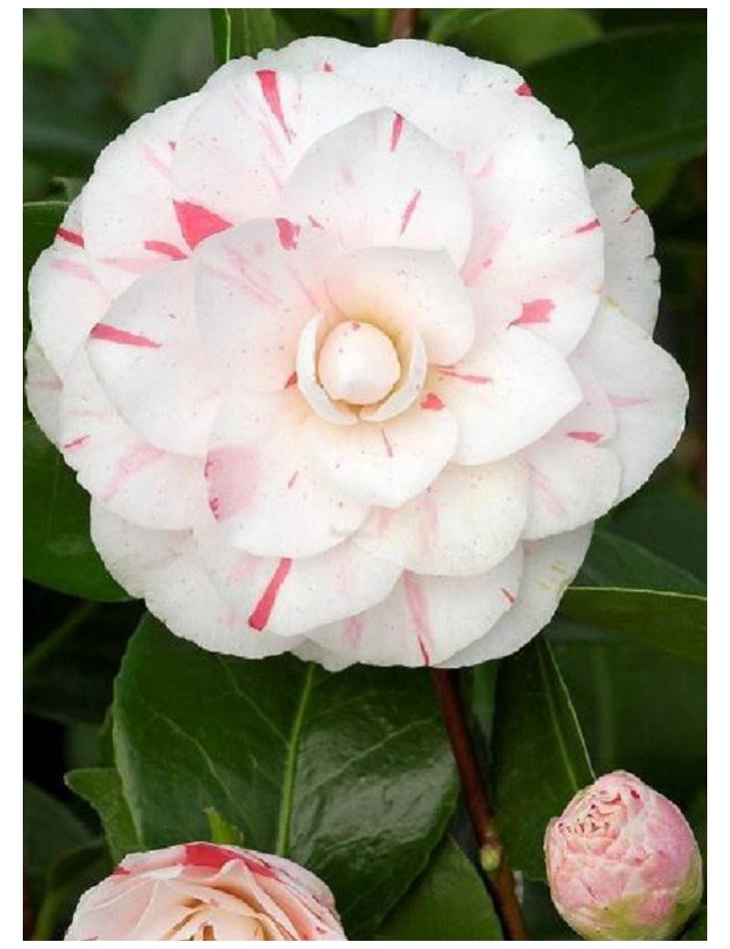 CAMELLIA japonica CONTESSA LAVINIA MAGGI