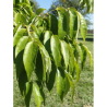 FRAXINUS americana