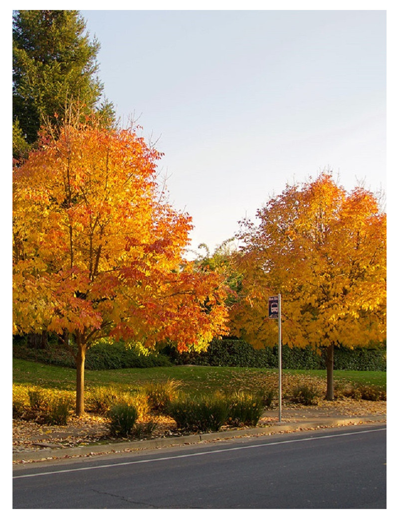 FRAXINUS americana