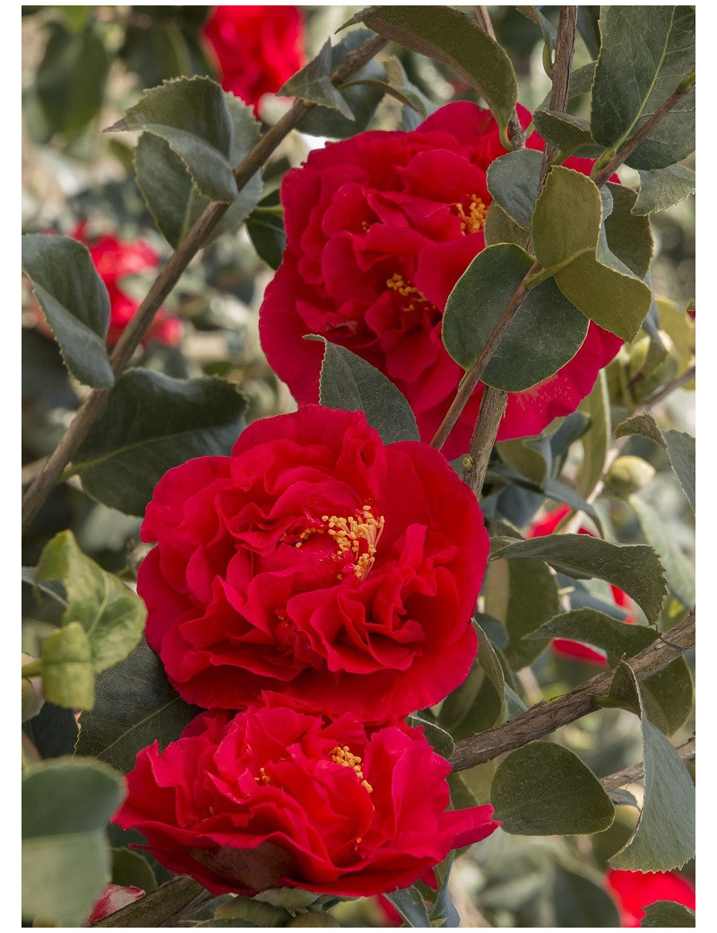 CAMELLIA japonica KRAMER'S SUPREME