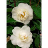 CAMELLIA japonica MADAME HENRI CORMERAIS