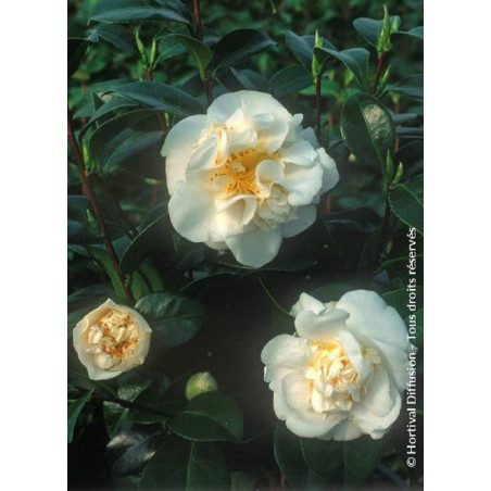 CAMELLIA japonica MADAME HENRI CORMERAIS