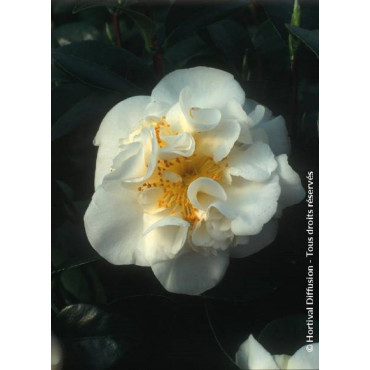 CAMELLIA japonica MADAME HENRI CORMERAIS