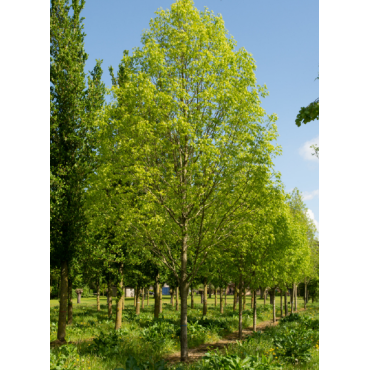 FRAXINUS americana SKYLINE