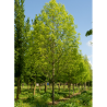 FRAXINUS americana SKYLINE