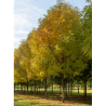 FRAXINUS americana SKYLINE