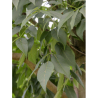 FRAXINUS americana SKYLINE