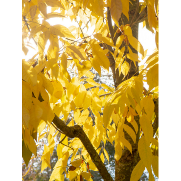 FRAXINUS americana SKYLINE