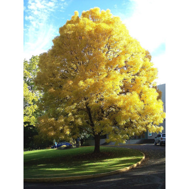 FRAXINUS excelsior JASPIDEA