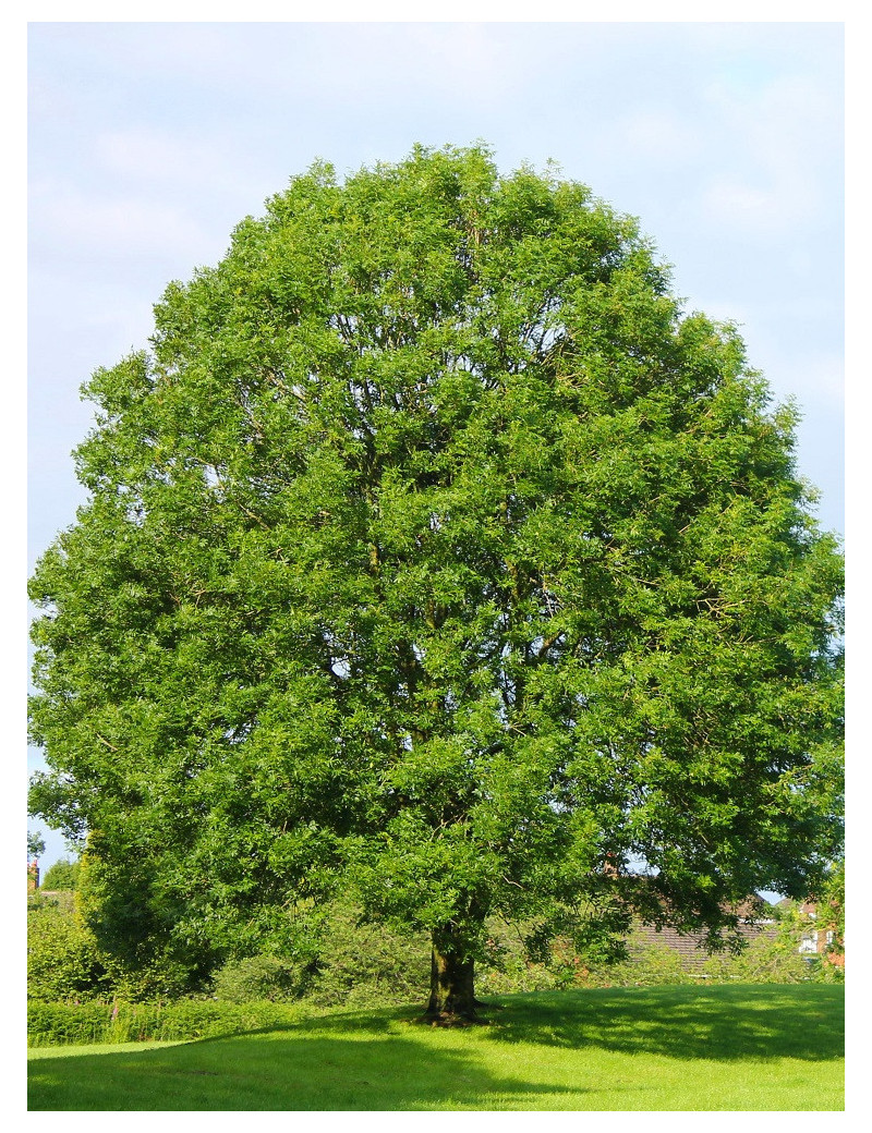 FRAXINUS excelsior