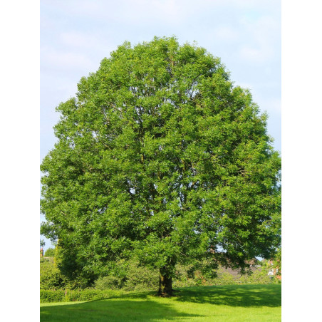 FRAXINUS excelsior