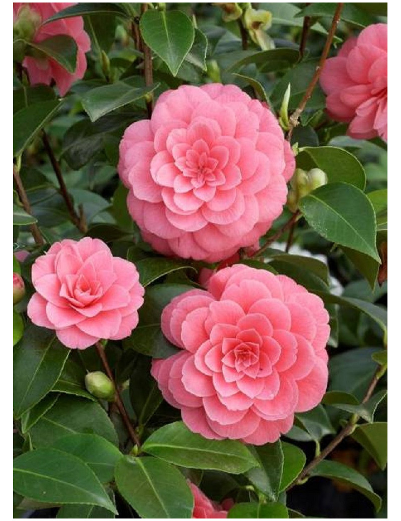 CAMELLIA japonica MISS TINGLEY