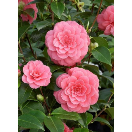 CAMELLIA japonica MISS TINGLEY