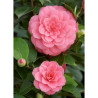 CAMELLIA japonica MISS TINGLEY