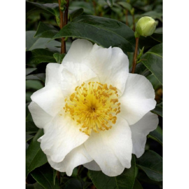 CAMELLIA japonica SILVER MAYER