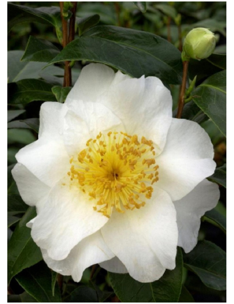 CAMELLIA japonica SILVER MAYER