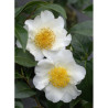 CAMELLIA japonica SILVER MAYER