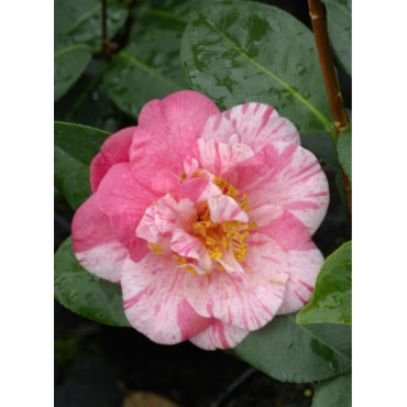 CAMELLIA japonica TRAVERSO