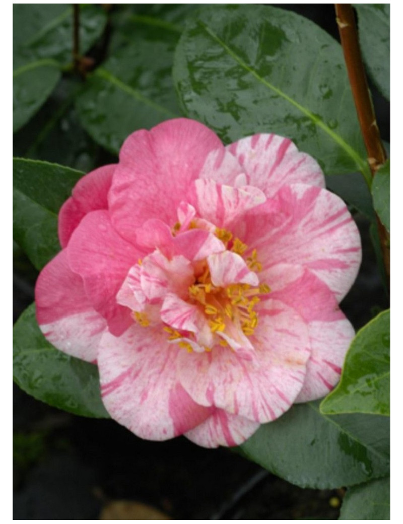 CAMELLIA japonica TRAVERSO