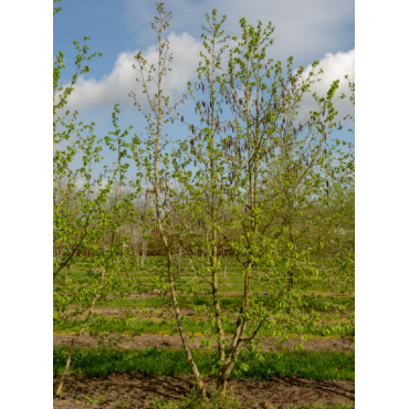 CORYLUS colurna