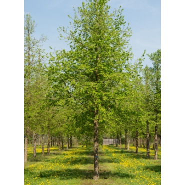 CORYLUS colurna