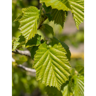 CORYLUS colurna