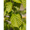 CORYLUS colurna