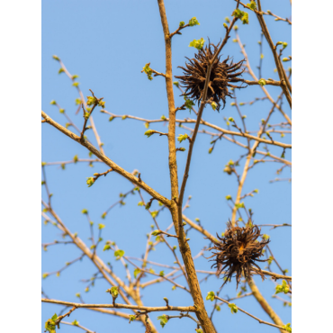 CORYLUS colurna