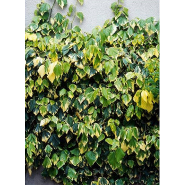 HEDERA colchica DENTATA VARIEGATA