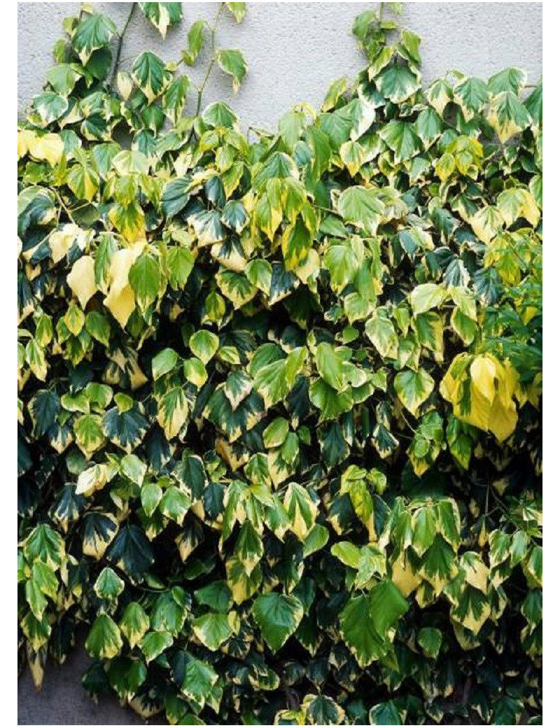 HEDERA colchica DENTATA VARIEGATA