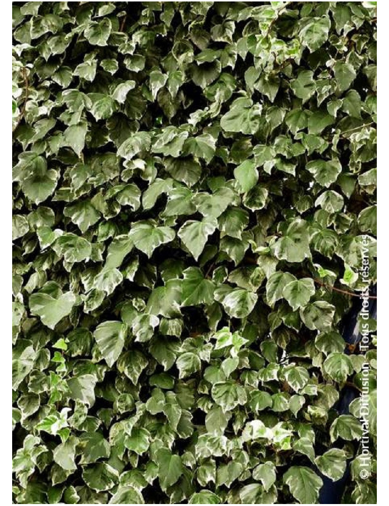 HEDERA canariensis GOIRE DE MARENGO