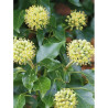 HEDERA helix