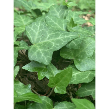 HEDERA helix