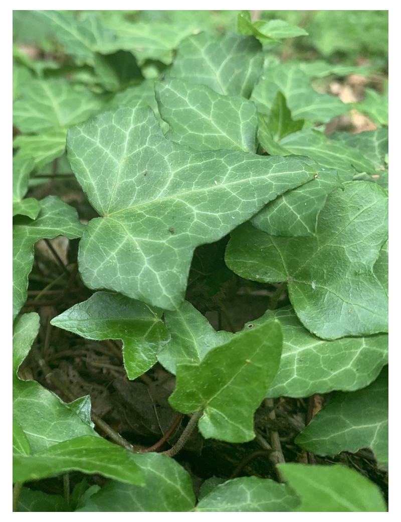 HEDERA helix