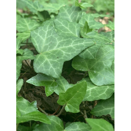 HEDERA helix