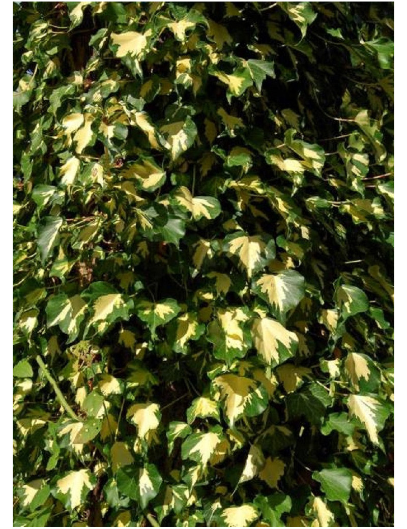 HEDERA helix GOLDHEART