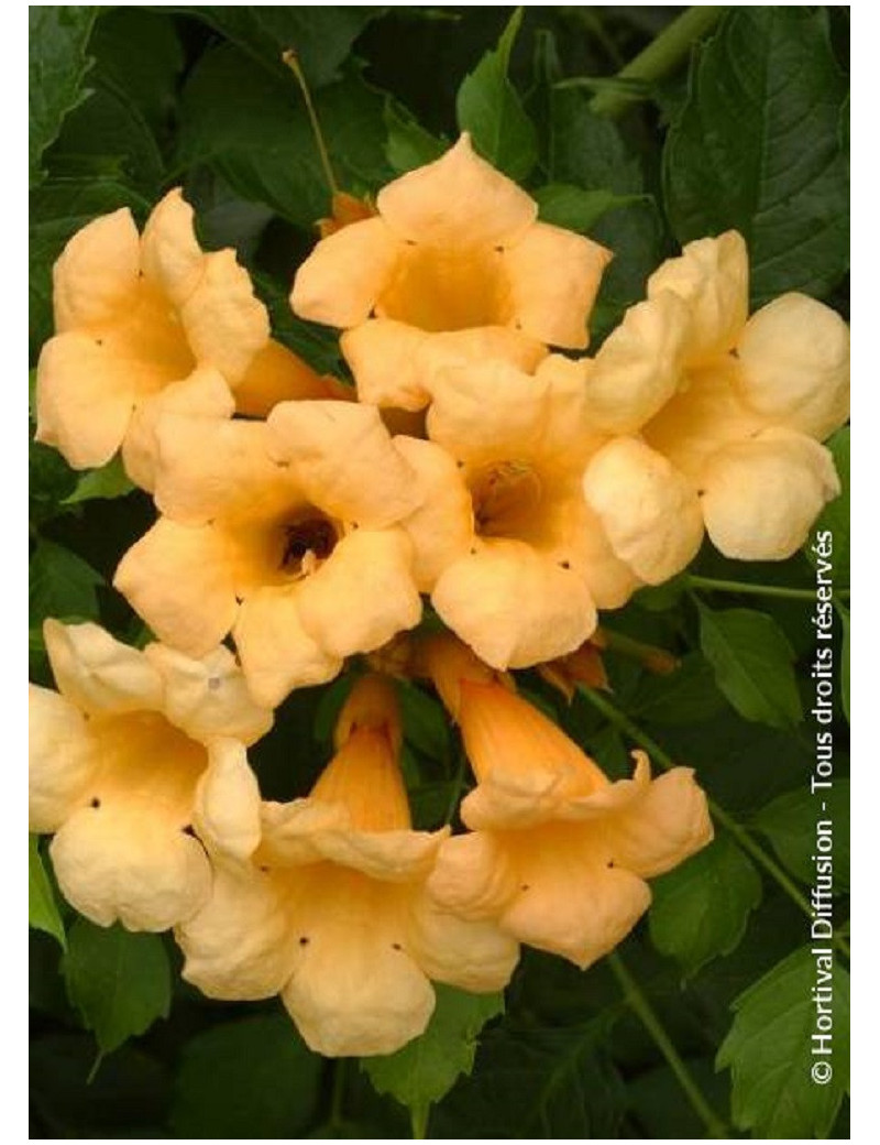 CAMPSIS radicans FLAVA