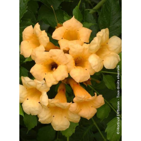 CAMPSIS radicans FLAVA