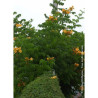 CAMPSIS radicans FLAVA