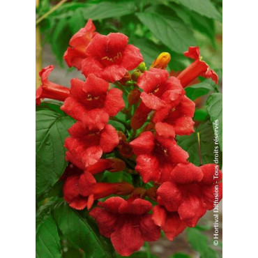 CAMPSIS radicans STROMBOLI