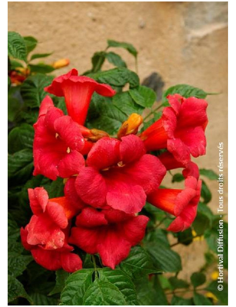 CAMPSIS radicans STROMBOLI