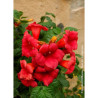 CAMPSIS radicans STROMBOLI