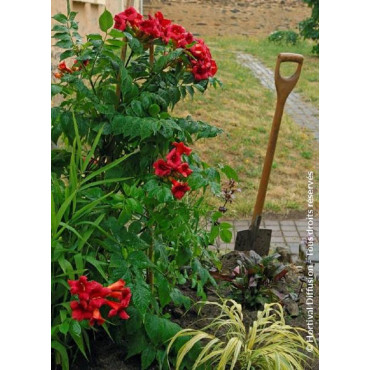 CAMPSIS radicans STROMBOLI