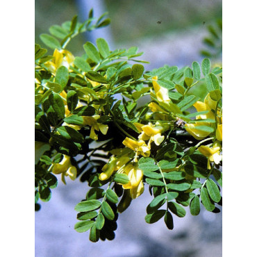 CARAGANA arborescens